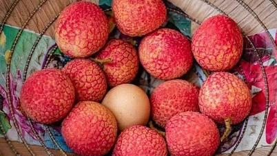 ជាង​១០​ម៉ឺន​ដុង​ក្នុង​មួយ​គីឡូក្រាម​នៃ​ផ្លែ​ល្មុត​ទុំ