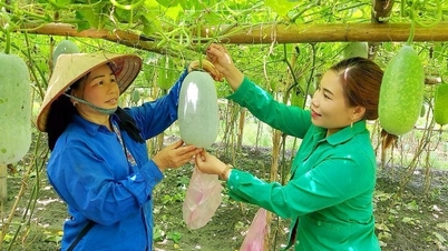 Khó kết nối tiêu thụ sản phẩm ra nước ngoài nếu đi riêng lẻ, thử nghiệm tổ chức các đoàn giao thương theo vùng