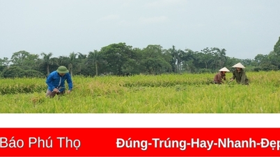 រដូវស្រូវថ្មី។