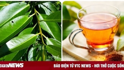 Uống nước lá vối mỗi ngày có tốt cho sức khoẻ?