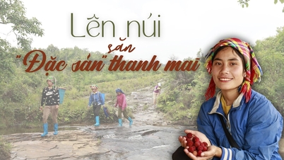 ទៅភ្នំដើម្បីស្វែងរក "ពិសេស" នៃ plums ពណ៌បៃតង