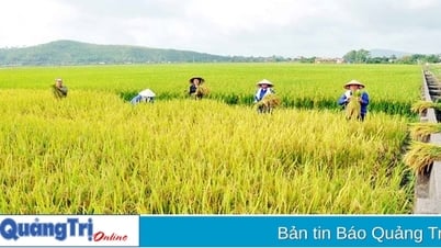 Sẽ hợp nhất, sáp nhập các hợp tác xã quy mô nhỏ, hoạt động yếu kém kéo dài