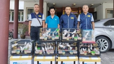 ជួញដូរ​សត្វ​ស្លាប​ខុសច្បាប់​ជនជាតិ​វៀតណាម​ម្នាក់​ត្រូវ​ចាប់ខ្លួន​នៅ​ប្រទេស​ថៃ​