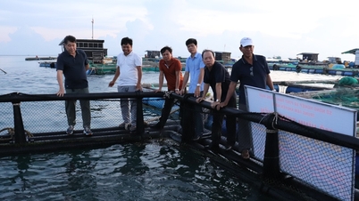 Nuôi cá bớp trong lồng nhựa HDPE có thể chống chịu gió bão cấp 7, 8 trở lên ở đảo Lý Sơn
