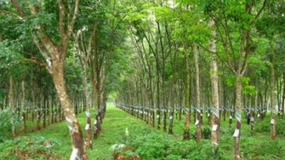 Báo lãi cao nhất 11 năm, Cao su Tây Ninh giải trình thế nào?