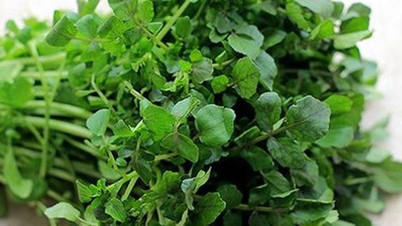 Rau nào nhiều dưỡng chất nhất?