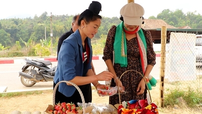 Vườn dâu tây của vợ chồng trẻ 9x trên mảnh đất Mường Phăng lịch sử