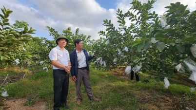 대만산 유기농 구아바 재배, 농부들 큰 수익