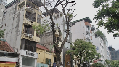 Dân lo những cây chết khô đổ gãy khi giông gió ở Hà Nội