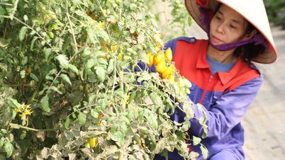 កសិករ Vinh Phuc ផលិតកសិកម្មប្រកបដោយសុវត្ថិភាព ជនបទថ្មីកាន់តែបៃតង និងស្អាតជាងមុន