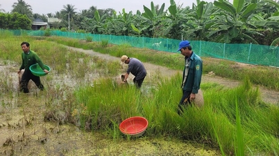 Cá lia thia và món mắm trứ danh miền Tây