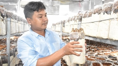 Black termite mushrooms grown in cold rooms: 'You get what you pay for'