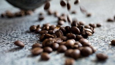 Giá cà phê robusta đã ngừng tăng mạnh, hàng Việt có thể tự tin về giá trong cả mùa?