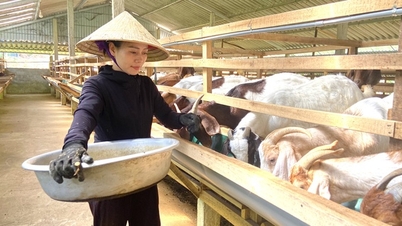 ពពែ Boer ដែល​ជា​សត្វ​ចិញ្ចឹម​ថ្មី​បំផុត​នៅ Ha Tinh នេះ​មាន​សាច់​ដុំ​ធំ ហើយ​ត្រូវ​បាន​លក់​អស់​ភ្លាមៗ​នៅ​ពេល​លក់​អស់។
