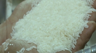 Ending the downward trend, world rice prices increased by 15 USD/ton