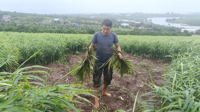 ចោរ​លួច​ខ្ញី​ជាង​១​តោន កសិករ​ឡាំ​ដុង​ម្នាក់​បាត់​លុយ​ជិត​២០​លាន​ដុង