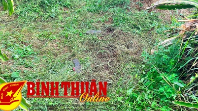 Người đàn ông tử vong khi sử dụng máy cắt cỏ để làm vườn