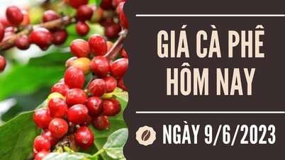 Tăng cao nhất 2.100 đồng/kg, vượt mốc 65.000 đồng/kg