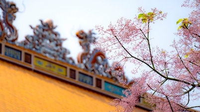 フエでピンク色に咲く「王家の」花、ロイヤルパラソルを鑑賞