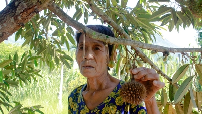 អ្នក​ថែ​សួន Quang Ngai ជួប​ការ​លំបាក​ដោយសារ​ផ្កា និង​ផ្លែ​ទុរេន​ធ្លាក់​ដោយ​សារ​ខ្វះ​ទឹក។