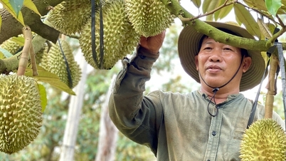 Giá sầu riêng ở Gia Lai tăng cao, nông dân chia sẻ kinh nghiệm ký hợp đồng để đảm bảo lợi ích của mình