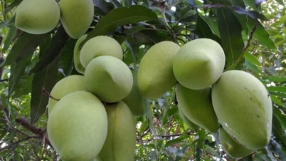 ក្តី​បារម្ភ​ជុំវិញ​ការ​ព្រមាន​អំពី​សំណល់​ថ្នាំ​ពុល​នៅ​កូរ៉េ