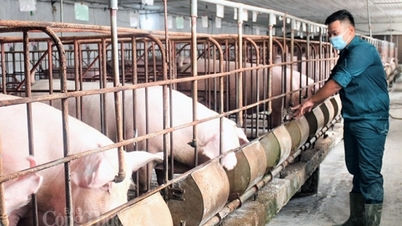 Giá heo hơi hôm nay ngày 4/3/2024: Thấp nhất 54.000 đồng/kg