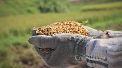 Global rice prices unlikely to "cool down" before 2025 and opportunities for Vietnam
