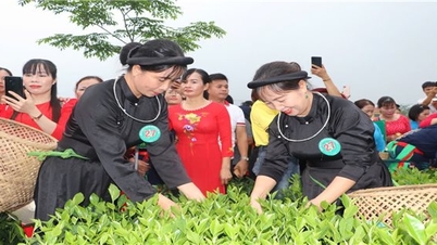 People in Dai Tu (Thai Nguyen) escape poverty thanks to tea trees