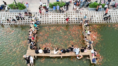 Người dân đổ về ngắm đàn cá Koi 6 tỷ