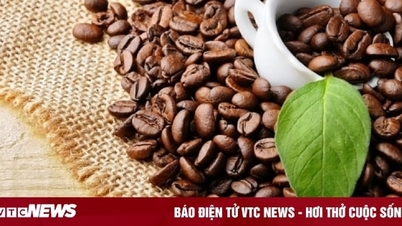 Giá cà phê hôm nay 27/11: Tăng phiên thứ 6 liên tiếp