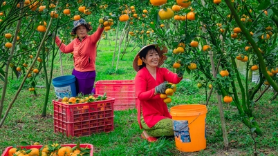 Tangerine season - Happy season