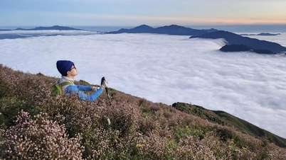 Chi pau flower season on the misty and cloudy Ta Chi Nhu peak in Yen Bai