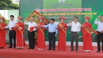 Khai phá tiềm năng của kinh tế dược liệu Việt Nam