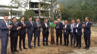 Mehr als 150 internationale Delegierte pflanzen Freundschaftsbäume in Da Nang
