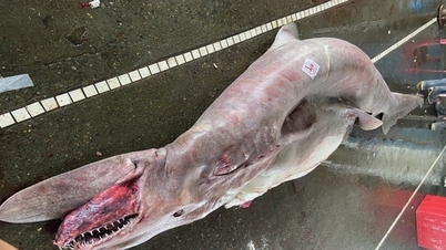 Pregnant fossil shark caught in fisherman's net