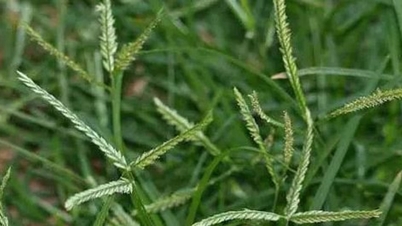 Effets du Gotu Kola
