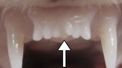 Sắp có thuốc kích mọc răng