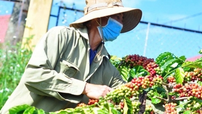 Giá cà phê trong nước tăng “khiêm tốn”
