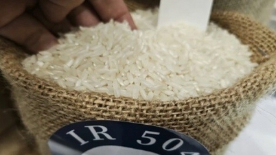 Indonesia lại tăng mua, gạo Việt Nam có thể lập đỉnh mới?