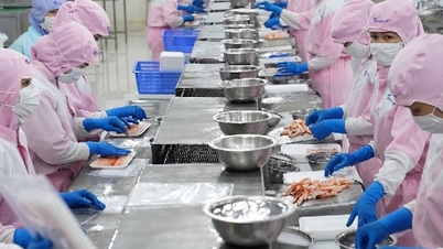 Seafood exports reached 7.1 billion USD, shrimp and pangasius brought in more than 4.2 billion USD, China's crab purchases increased by 66%