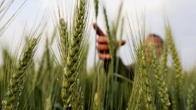 Mỹ kêu gọi Nga ngay lập tức làm điều này; Moscow tìm giải pháp thay thỏa thuận ngũ cốc