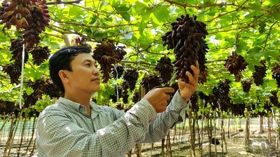 Mãn nhãn với vườn nho không hạt đầu tiên ở Ninh Thuận