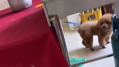 Los huéspedes se enfadan porque el hotel mantiene perros en la cocina