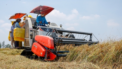 Doanh nghiệp gạo kinh doanh ảm đạm dù giá liên tục tăng