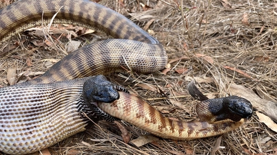 Black headed python eats its own kind alive