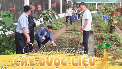 Cơ hội phát triển cây dược liệu | Báo Gia Lai điện tử