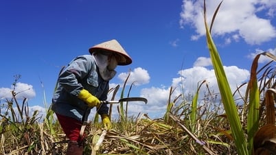 Một số công ty đường mía Thái Lan bị Việt Nam áp thuế chống phá giá