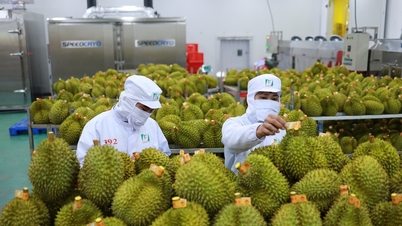 Xuất khẩu nông sản tươi luôn cần giấy kiểm dịch thực vật