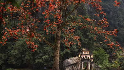 ផ្កា Magnolia មាន​ពណ៌​ក្រហម​ភ្លឺ​នៅ​ក្បែរ​វត្ត​ដែល​មាន​អាយុ​ជិត ៦០០ ឆ្នាំ​នៅ Ninh Binh